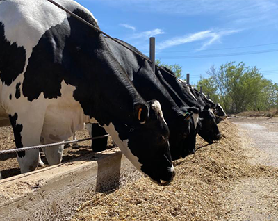 Teléfono móvil con logotipo empresarial